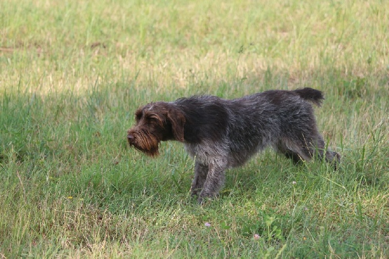 Hendjy dit de Balette